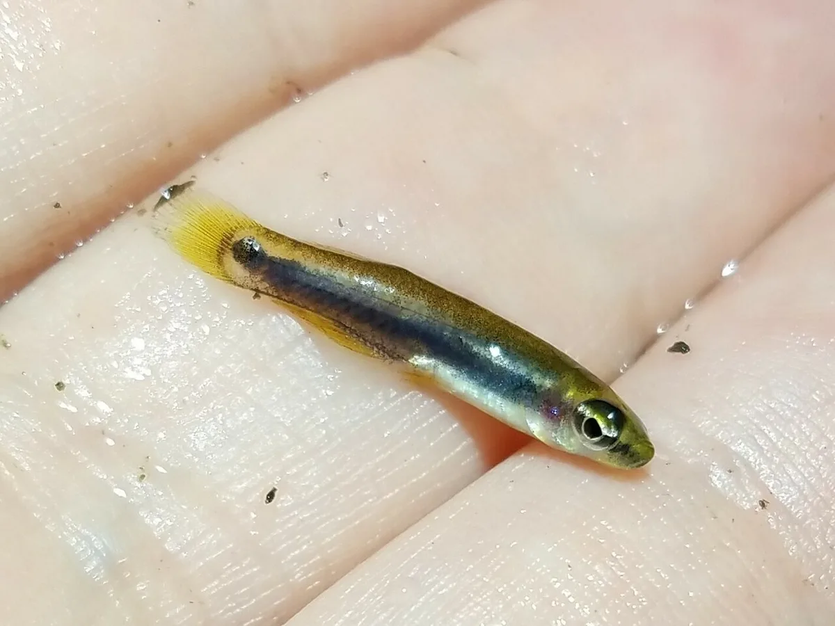 Leptolucania ommata 的物种图片