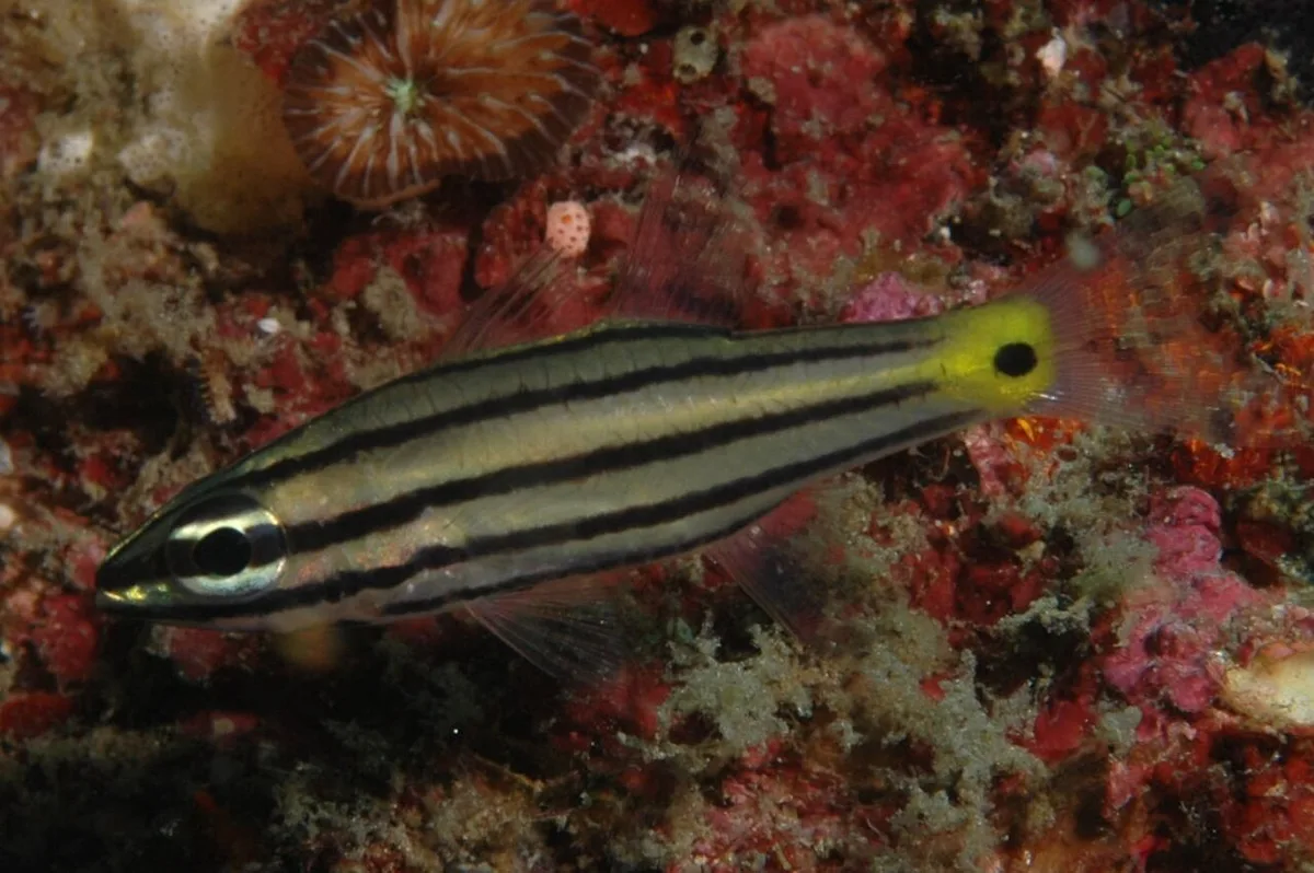 Cheilodipterus quinquelineatus 的物种图片