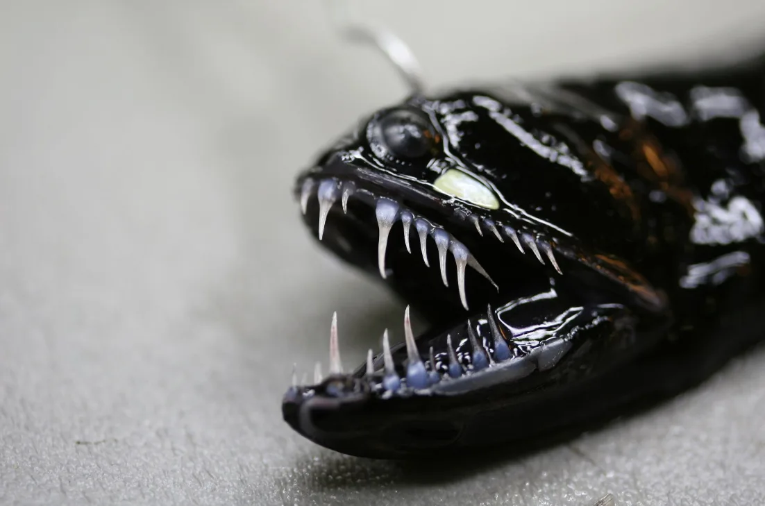scaleless black dragonfish (Melanostomias bartonbeani)