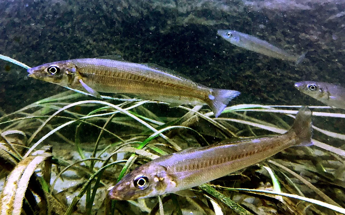 Japanese whiting (Sillago japonica)