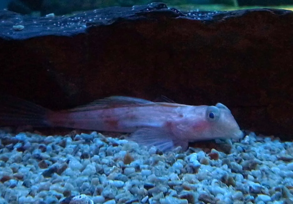 Synchiropus altivelis 的物种图片