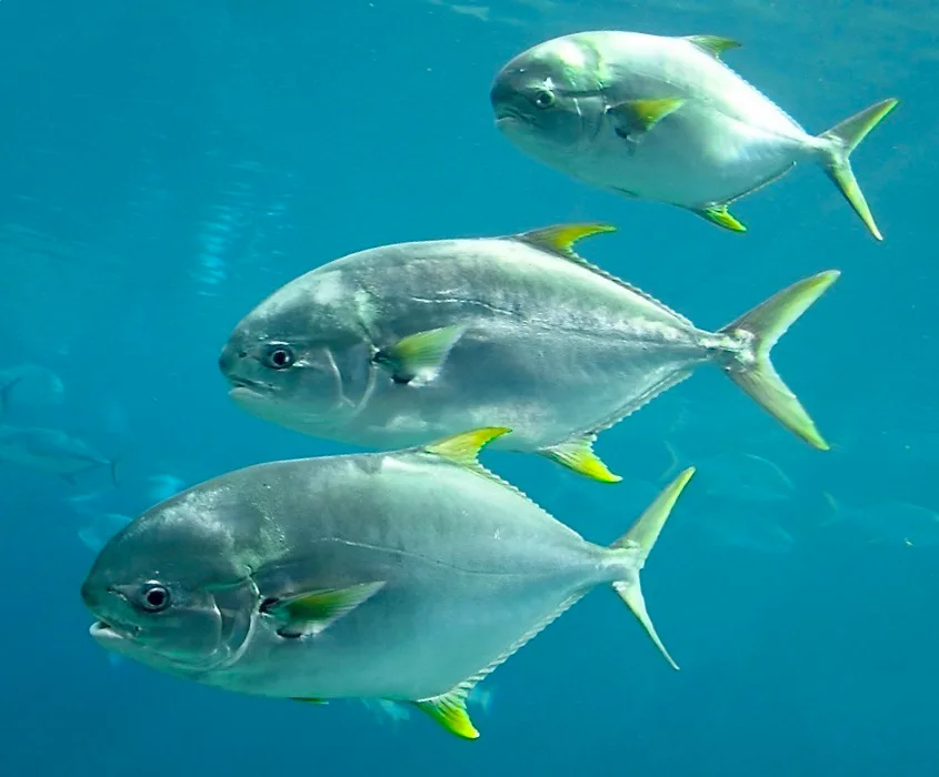 southern pompano (Trachinotus africanus)