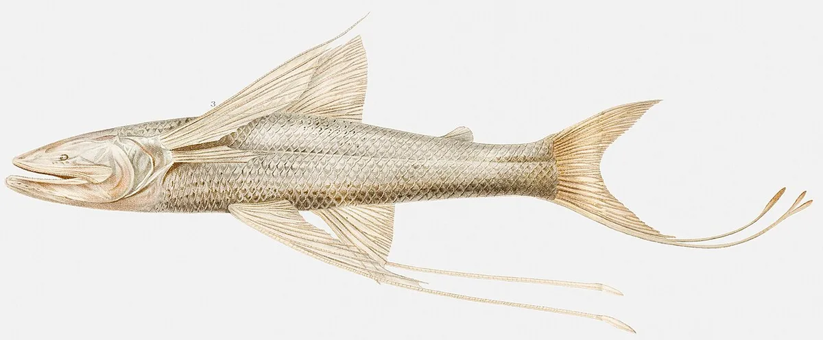 Bathypterois viridensis 的物种图片