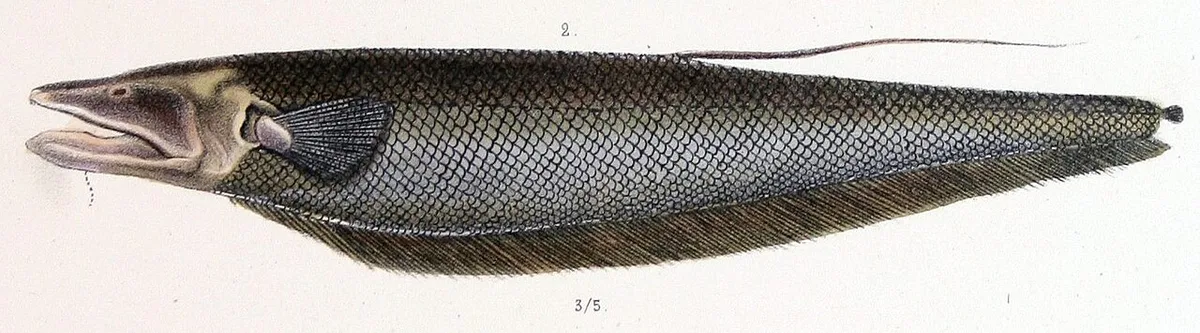 Apteronotus bonapartii