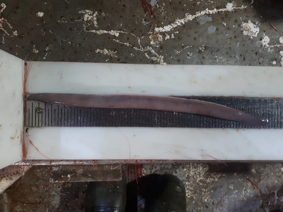 Girard's hagfish (Myxine limosa)