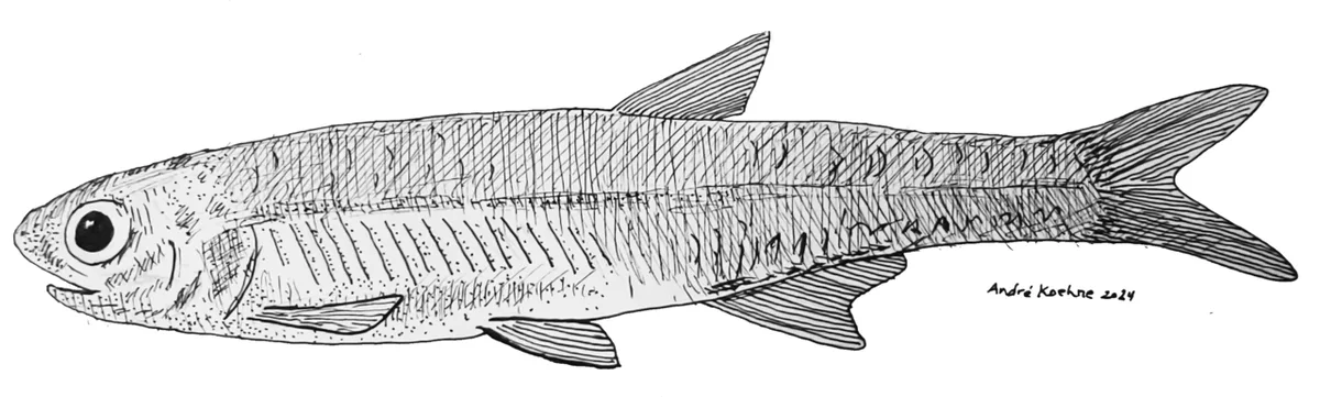 Anchoviella vaillanti 的物种图片