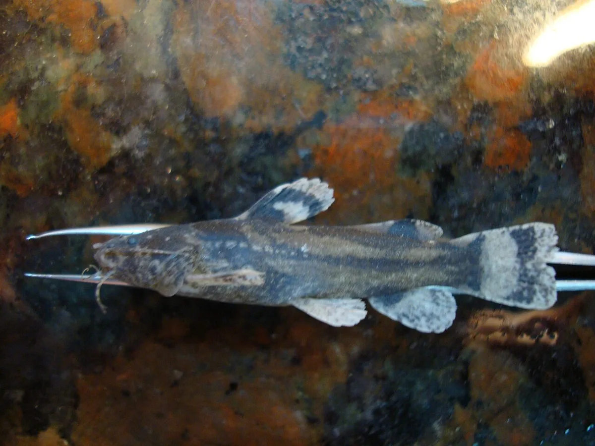 Microglanis nigrolineatus