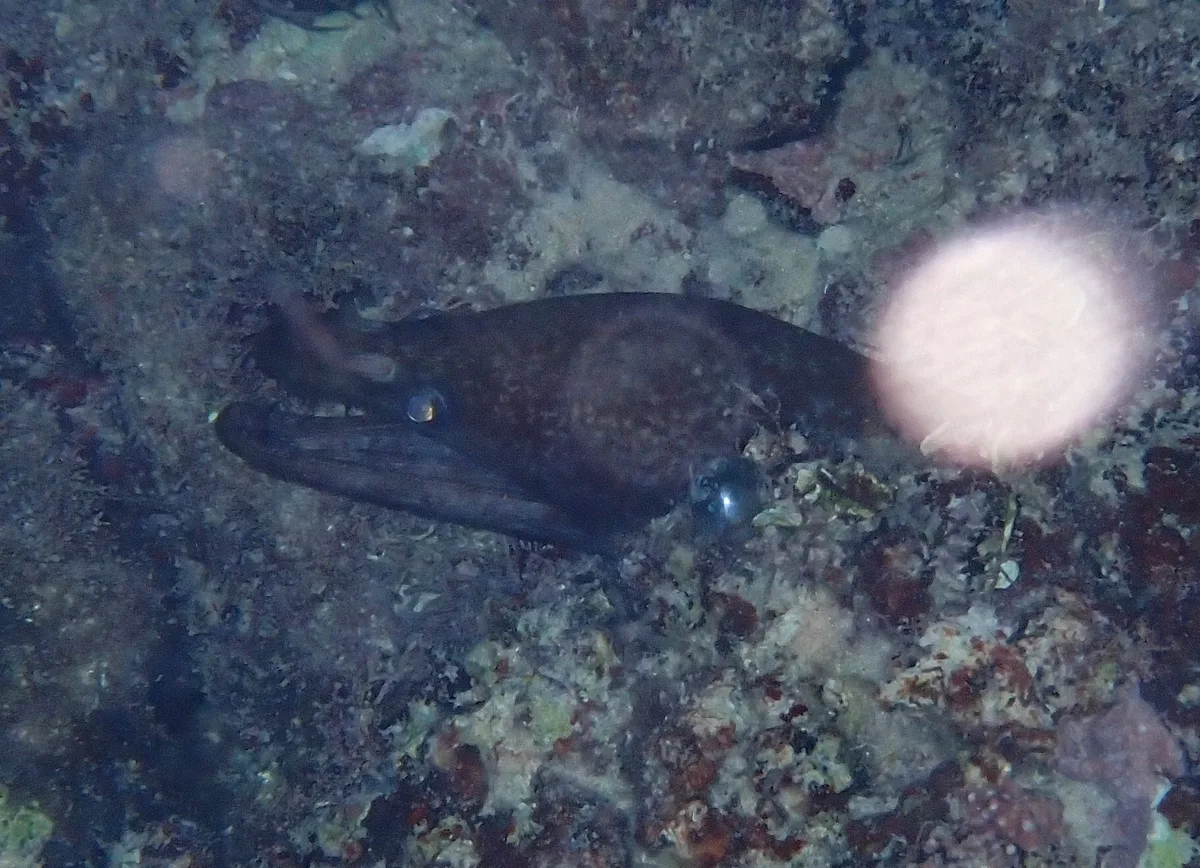viper moray (Enchelycore nigricans)