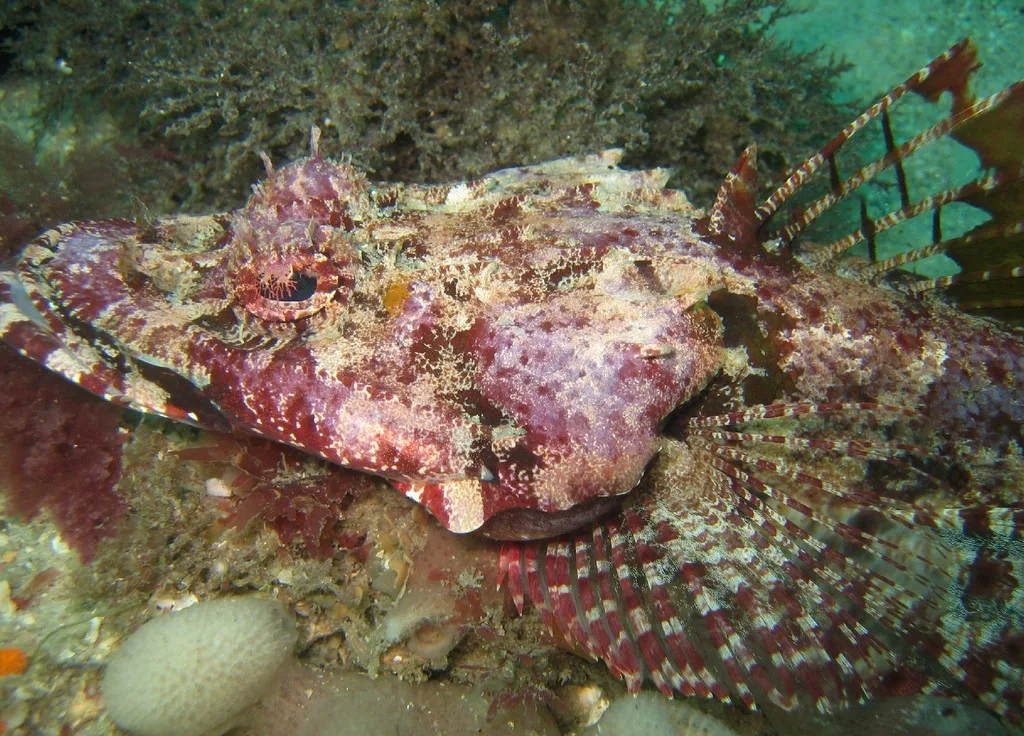 Tasselsnout flathead (Thysanophrys cirronasus)