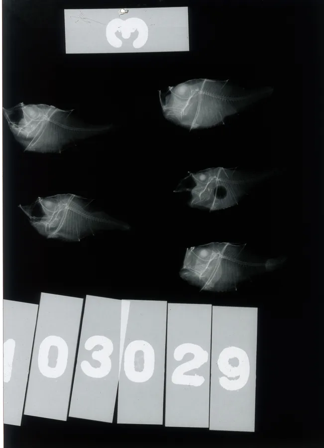 Onespine Hatchetfish (Polyipnus unispinus)