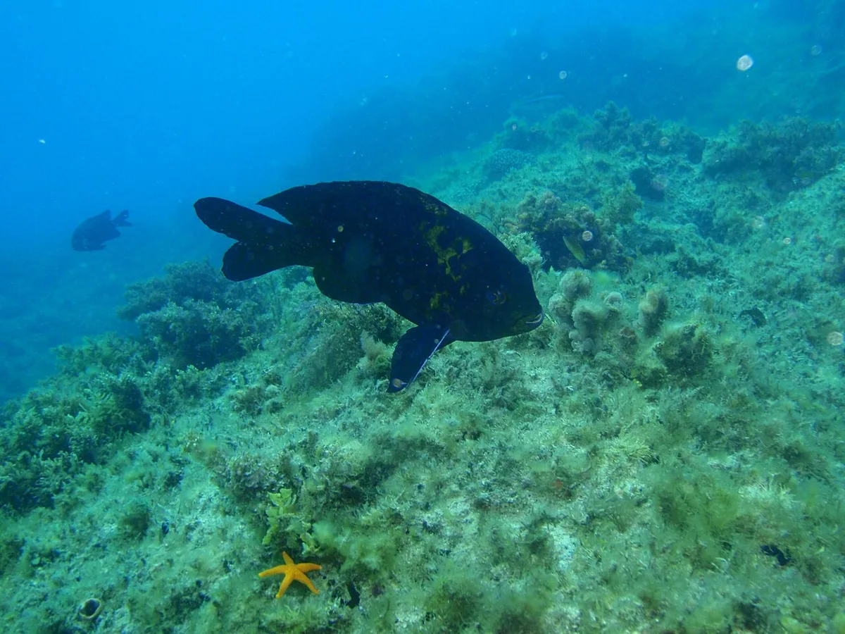 McCulloch's scalyfin (Parma mccullochi)