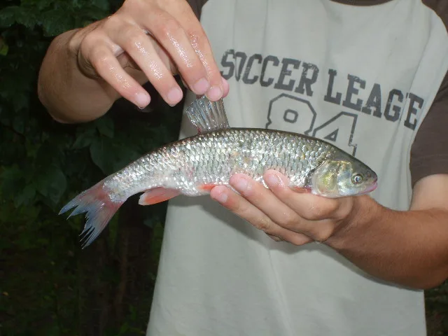 Thick lipped chub (Squalius cephaloides)