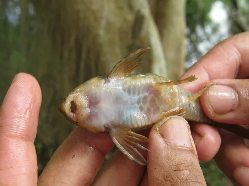 Rineloricaria capitonia