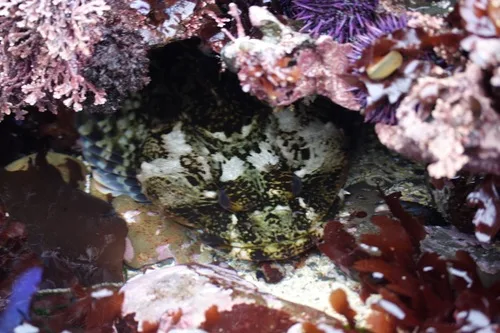 cabezon (Scorpaenichthys marmoratus)