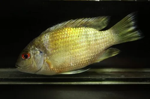 Sarotherodon caudomarginatus