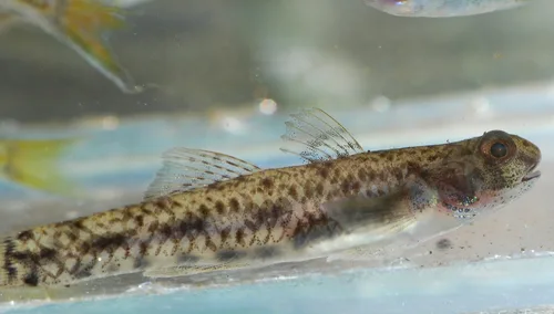 Bandtail snubnose goby (Pseudogobius hoesei)