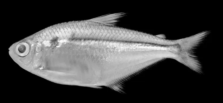Psalidodon correntinus