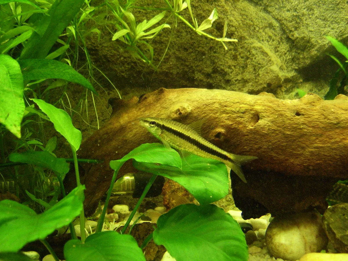 Siamese algae eater (Crossocheilus atrilimes)