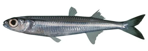 Whitley's silverside (Hypoatherina tropicalis)