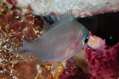 Price's damselfish (Chrysiptera pricei)