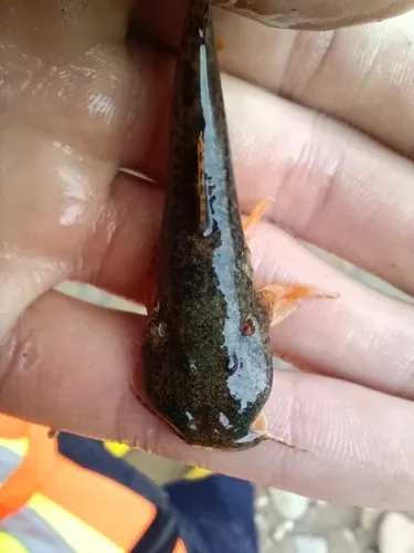 Astroblepus cyclopus 的物种图片