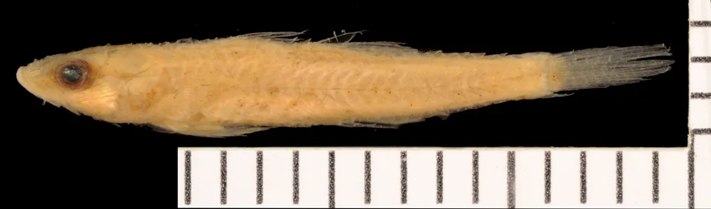 Microphilypnus ternetzi 的物种图片