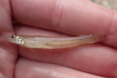 Pearl darter (Percina aurora)