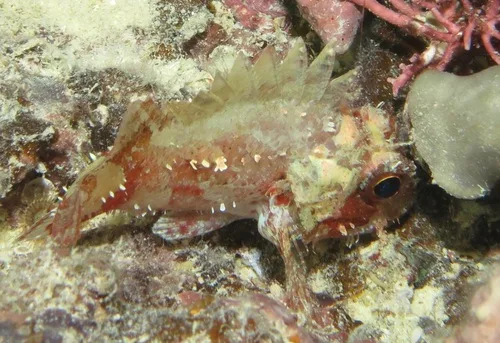 Coral Perch (Parascorpaena moultoni)