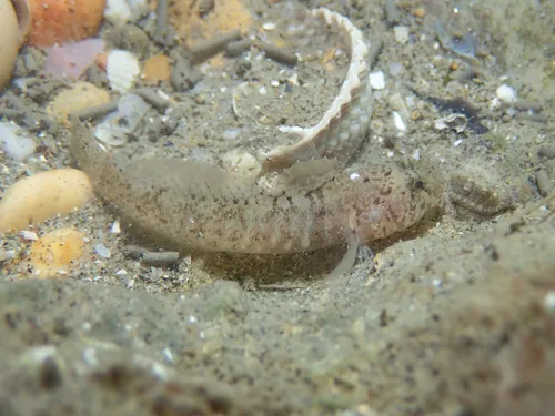 Pallaoro's goby (Zebrus pallaoroi)