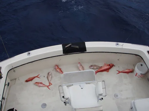 queen snapper (Etelis oculatus)