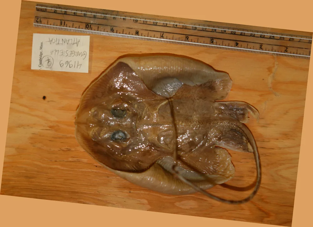 Gurgesiella atlantica 的物种图片