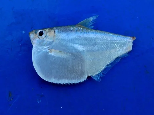 Amazon hatchet herring (Pristigaster cayana)