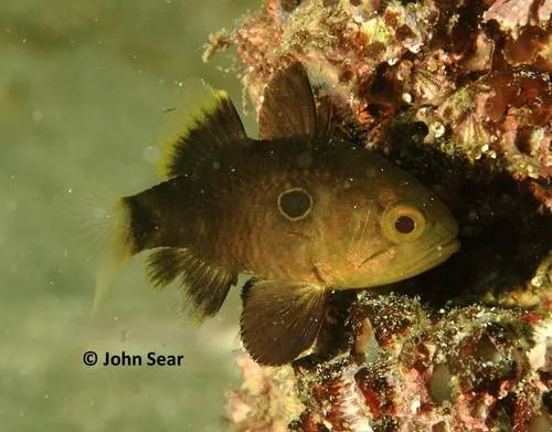 Bulls-eye cardinalfish (Apogonichthyoides atripes)