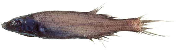 Threadfin smooth-head (Talismania mekistonema)