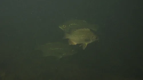 Khaki bream (Hephaestus tulliensis)
