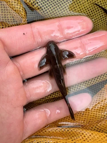 Pseudecheneis brachyura 的物种图片