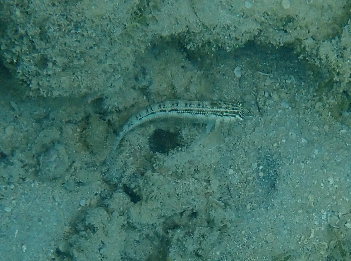 Southern grubfish (Parapercis australis)