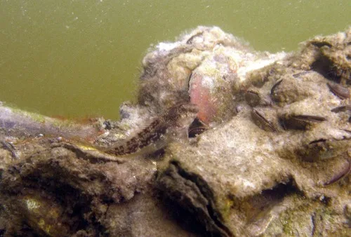 Lang's Blenny (Hypleurochilus langi)