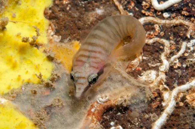 Tasmanian clingfish (Aspasmogaster tasmaniensis)