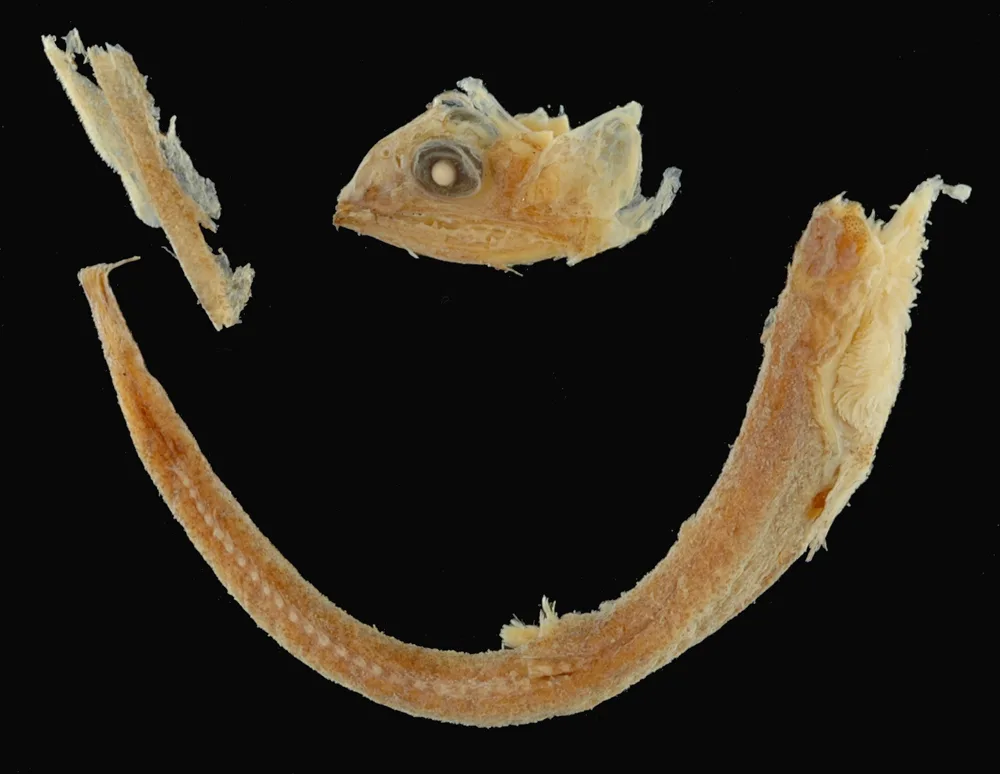 swarthy snaketooth (Chiasmodon subniger)