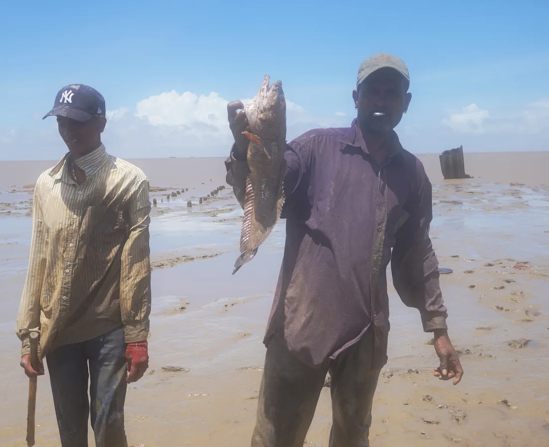 Pacuma toadfish (Batrachoides surinamensis)