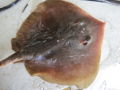 Hemitrygon laevigata 的物种图片