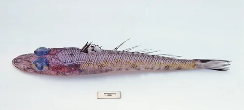 Natal duckbill (Bembrops platyrhynchus)