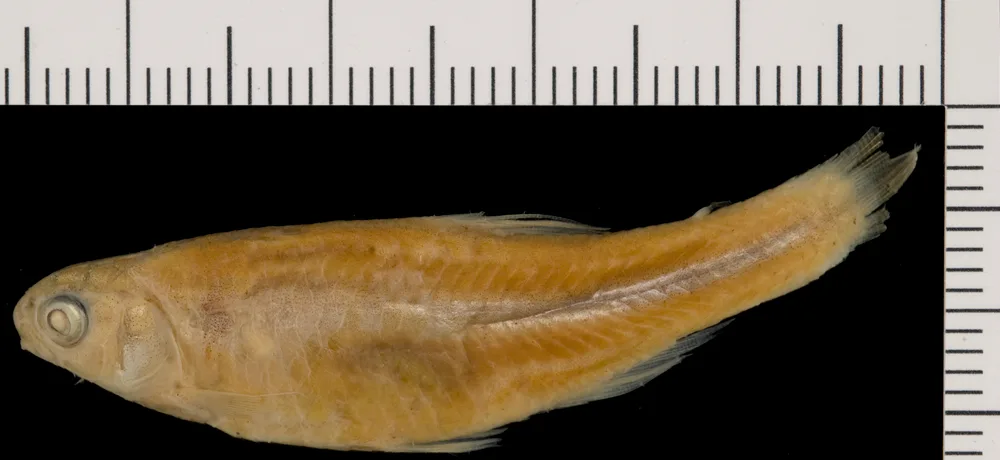 Ceratobranchia binghami