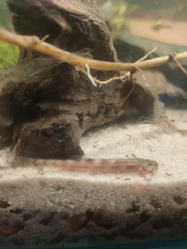 Scleronema operculatum 的物种图片