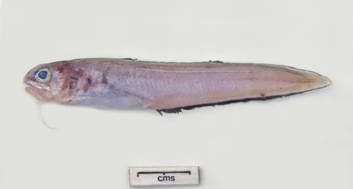 Ophidion genyopus 的物种图片