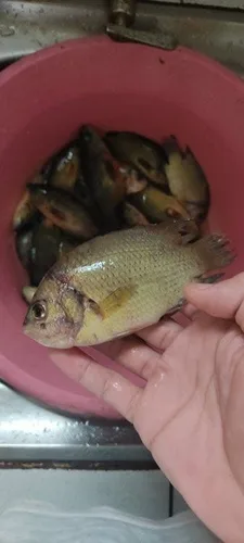 Pristolepis pauciradiatus (Pristolepis pauciradiata)