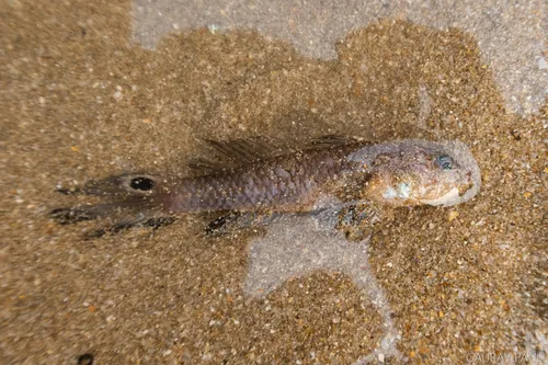 Parachaeturichthys polynema 的物种图片