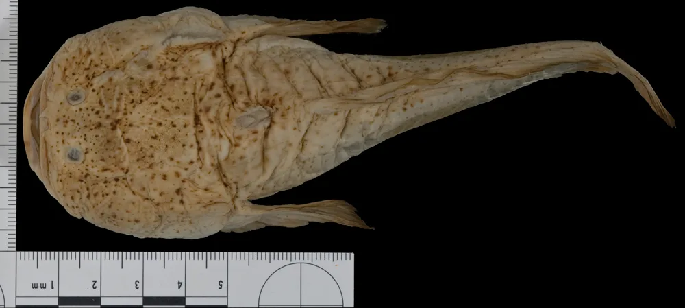 Thalassophryne punctata