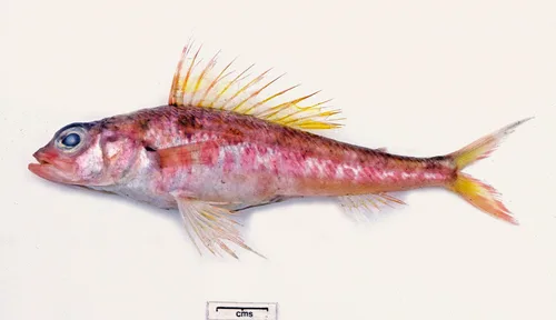 Hime curtirostris 的物种图片